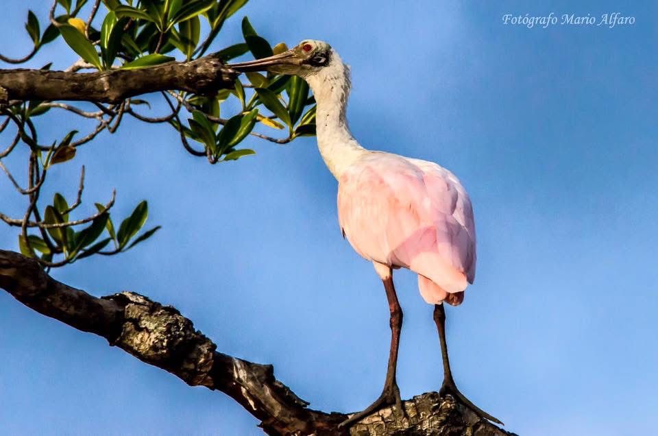 Cormorán